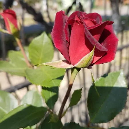 Sunce * Sremska Mitrovica