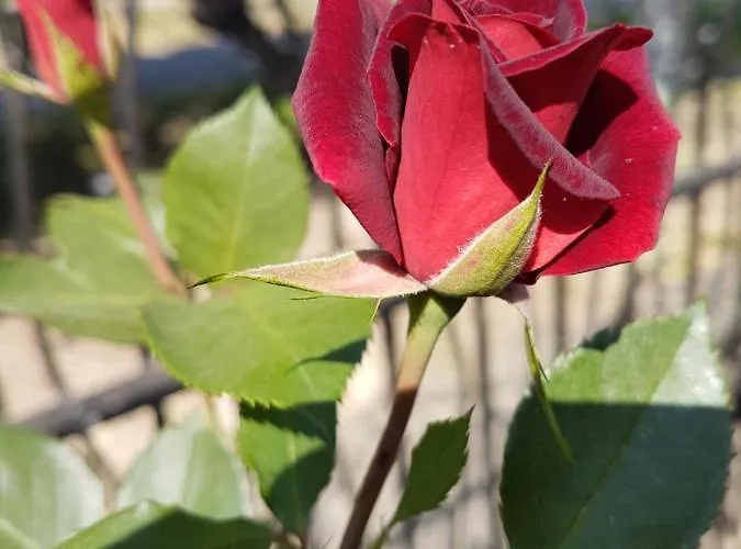 Sunce * 스렘스카 미트로비차