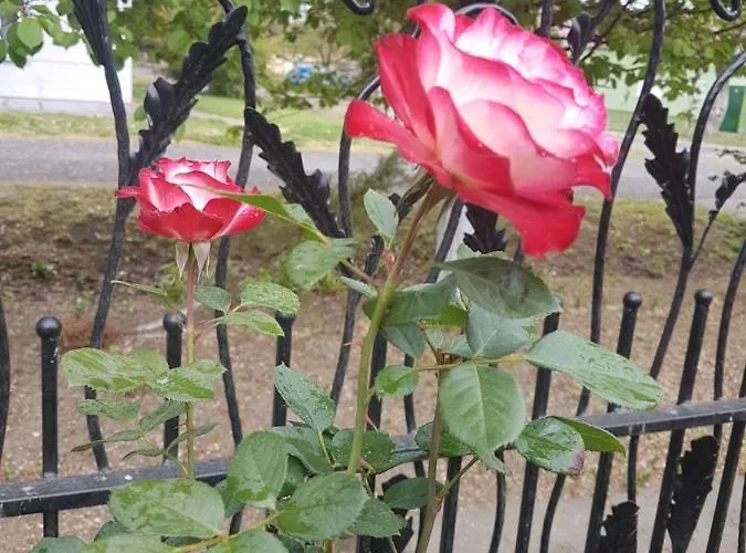 Sunce 아파트 스렘스카 미트로비차